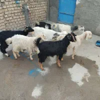 برو بزغاله|حیوانات مزرعه|پیشوا, |دیوار