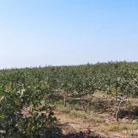 1هکتار باغ پسته نوع پیوند بادمی سفید|فروش دفتر صنعتی، کشاورزی، تجاری|نیشابور, مازول|دیوار