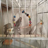 عروس هلندی پنج عدد