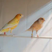 قناری نروماده2025آماده جفت