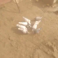 کبوتر قزوینی دونه ۲۵۰