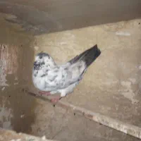 کفتر نر|پرنده|کرج, جهان‌شهر|دیوار
