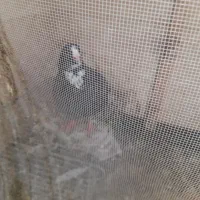 کفتر پلنگ