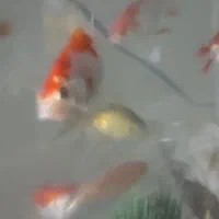 معاوضه با مولی