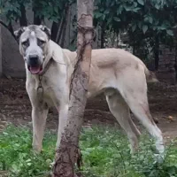 سگ نر الابای اصیل. سرابی افغان پژدر کانگال