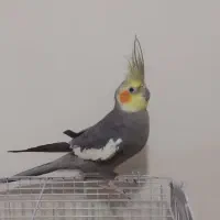 عروس هلندی سخنگو