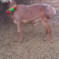 بره شیشک|حیوانات مزرعه|سلمان‌شهر, |دیوار