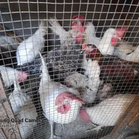 مرغ و خروس زنده. مرغ . خروس خونی. گوشتی خانگی|حیوانات مزرعه|مشهد, قائم|دیوار