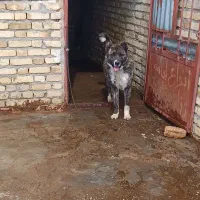 سگ ا|سگ|اراک, |دیوار