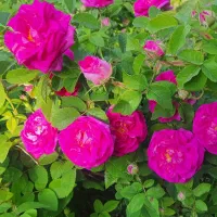 گل محمدی|خوردنی و آشامیدنی|ایواوغلی, |دیوار