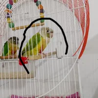 مفقودشده
