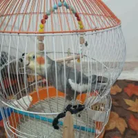 کوتوله اوپال و عروس زیبا|پرنده|رشت, پاره بیجار|دیوار