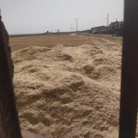 کاه گندم کاه کوب بدون خاروعلف