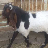 نری پاکستای|حیوانات مزرعه|کرمان, |دیوار