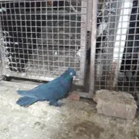 پلنگ|پرنده|کرمان, |دیوار