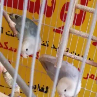 کوتوله برزیلی بالغ جفت