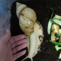 حلزون البینو