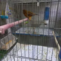 قناری و عروس