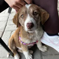 واگذاری رایگان سگ