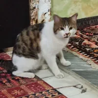 واگذاری گربه ایرانی