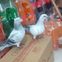 شامی نر ماده جفتگاه هم پرشی به ضمانت