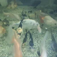 ماهی کوی|ماهی|فردیس, شهرک وحدت|دیوار