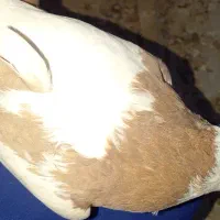 کبوتر طوقی پلاکی نر ،جفت بدرنگ سینه واز|پرنده|شاهینشهر, شهرک سایت|دیوار