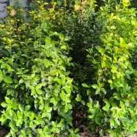 فروش شمشاد طلایی