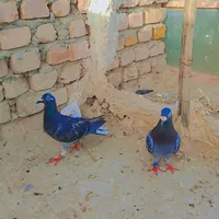 کبوتر پلاکی مسافتی|پرنده|سراوان, |دیوار