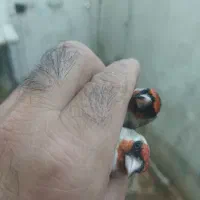 سهره.|پرنده|شیراز, شریف‌آباد|دیوار