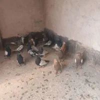 کبوتر سینه کله|پرنده|مشهد, وکیل‌آباد|دیوار