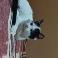 دخترای کوچولو|گربه|شیراز, سیلو|دیوار