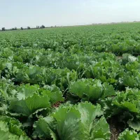 استخدام کارشناس کشاورزی وگیاه پزشکی
