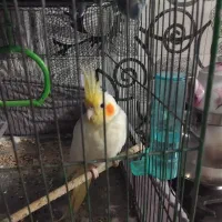 عروس هلندی|پرنده|قم, محمد آباد|دیوار