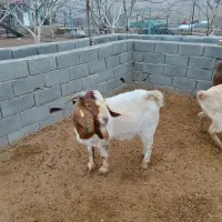 نربز‌ااصل‌بوئر‌|حیوانات مزرعه|قزوین, |دیوار