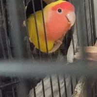 طوطی برزیلی مولد ضمانتی