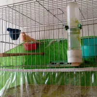 موزاییکی فوق نر|پرنده|تبریز, |دیوار