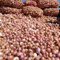 پیاز محلی (کوردی)