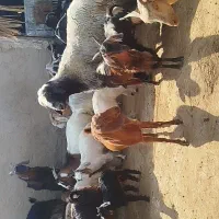 قوچ