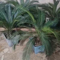 دو عدد سیکاس