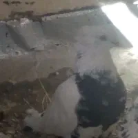 سینه ایی
