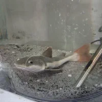 ماهی سالم سایز بزرگ