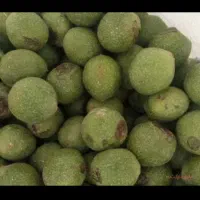 گردو سبز