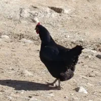 سه عدد مرغ محلی جوان تخم گذار