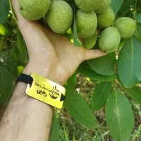 نهال گردو مقاوم به سرما|خدمات باغبانی و درختکاری|آبدانان, |دیوار