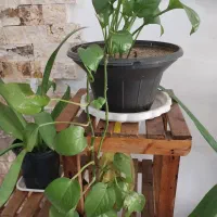 گل خورشیدی آونیوم و پتوس سانسوریا مهتابی و ابلغ|گل و گیاه طبیعی|اسلام‌شهر, شهرک محمدیه|دیوار