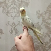 عروس هلندی نر