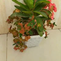 گل مرجان گلدرشت|گل و گیاه طبیعی|تبریز, |دیوار