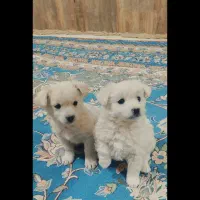 پاپی پا کوتاه|سگ|مشهد, ملکآباد|دیوار