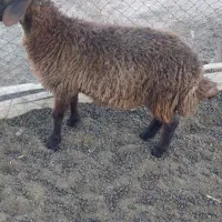 بره بز میش قوچ